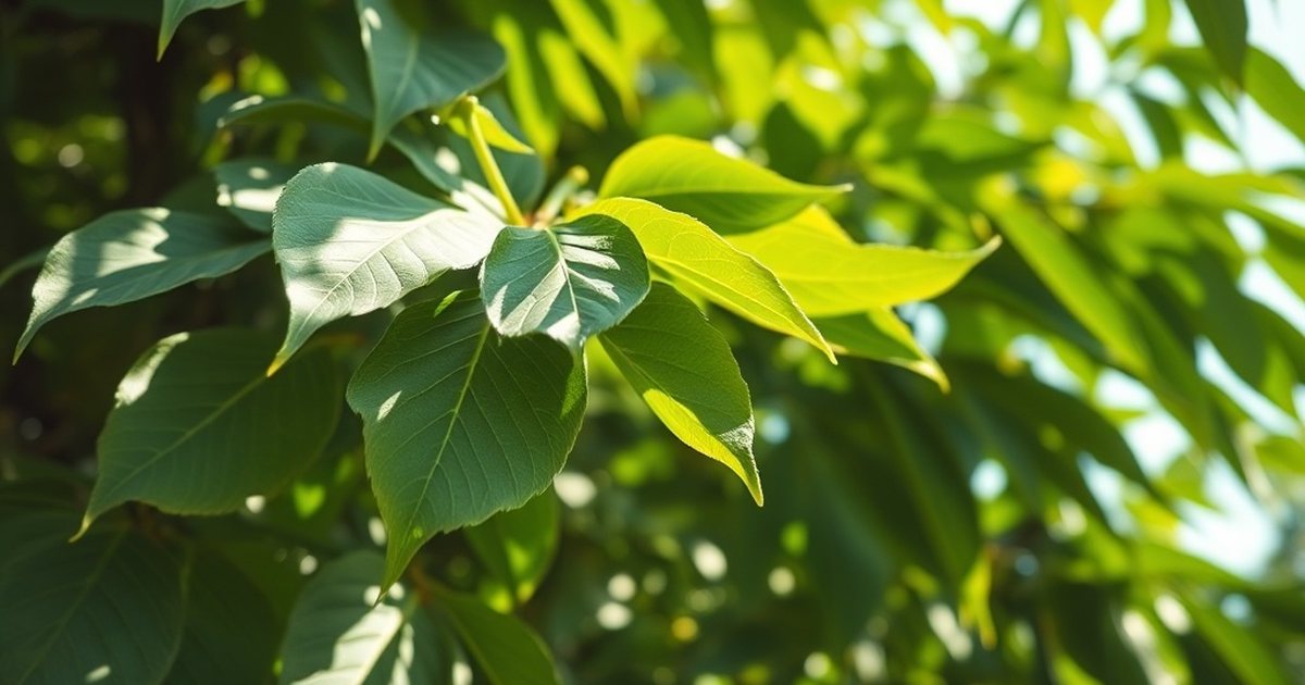 Sourcing, Processing, and Form Factors - MoringaHub