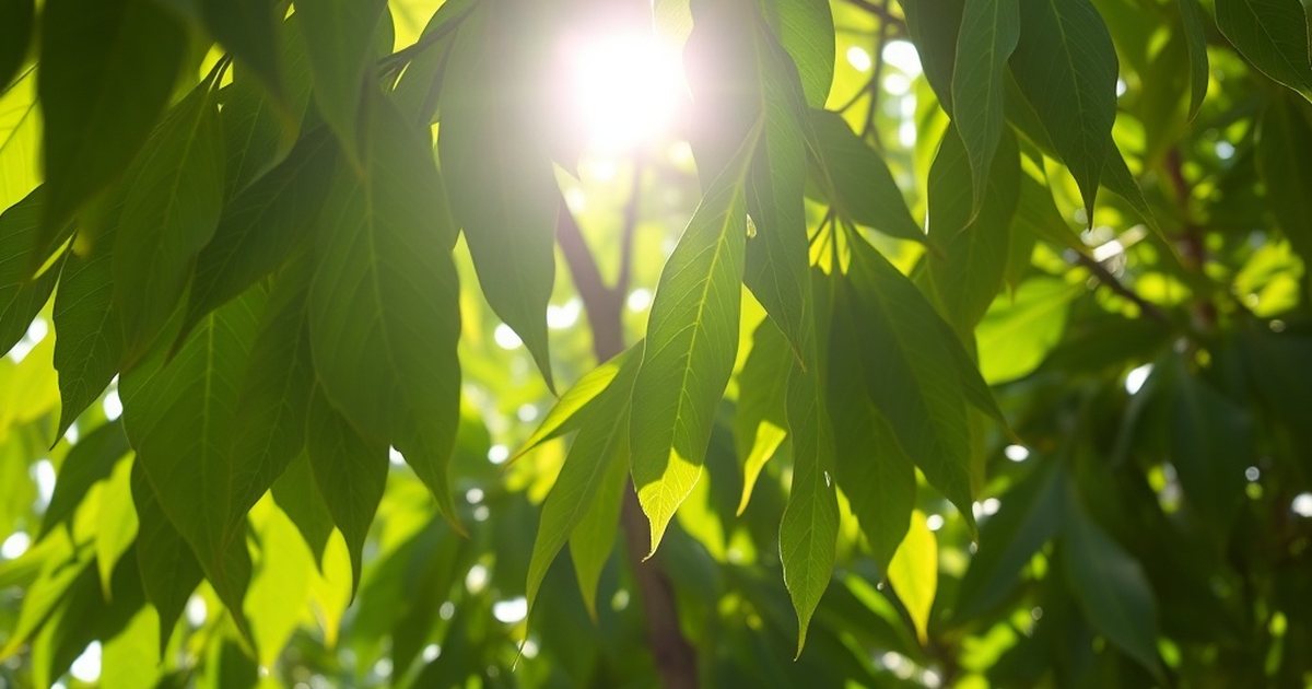 Traditional Use in South Asian Ayurvedic Practice - MoringaHub