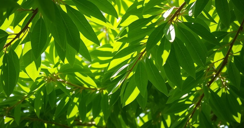 sunlit moringa leaf canopy seen from below