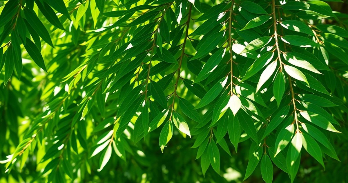 Quercetin: The Flavonoid Getting the Most Attention - MoringaHub