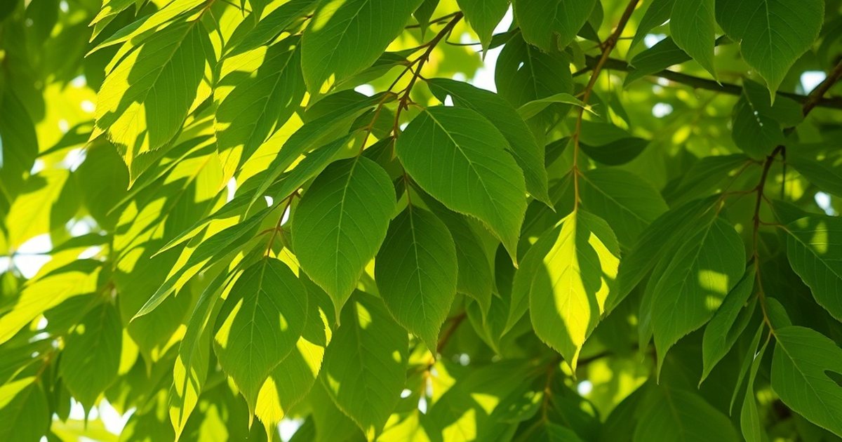 What This Means for Food-Grade Leaf Powder vs. Extracts - MoringaHub