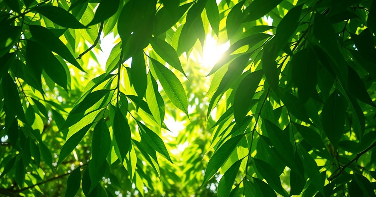 Antibacterial activity: leaf and seed extracts - MoringaHub