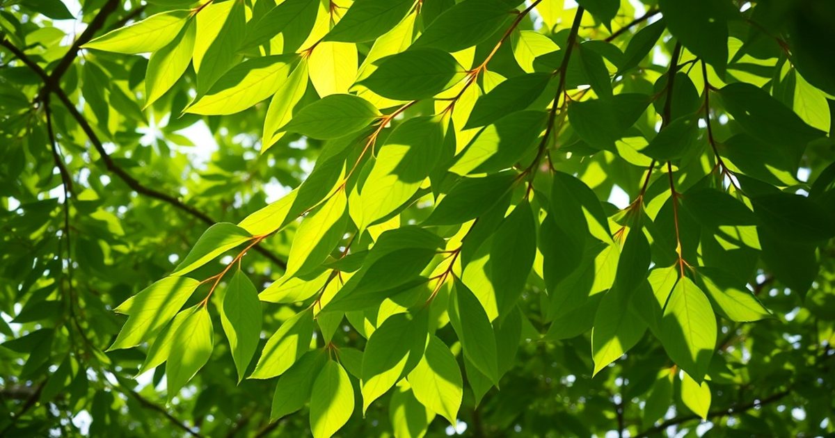 Variability and Standardization Considerations - MoringaHub
