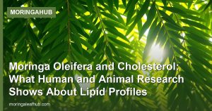 Moringa Oleifera and Cholesterol: What Human and Animal Research Shows About Lipid Profiles