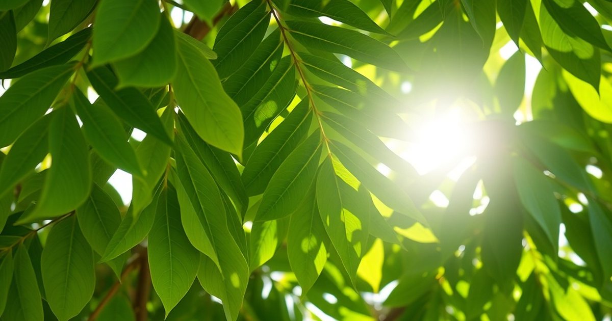 Practical Considerations if You're Considering Moringa - MoringaHub