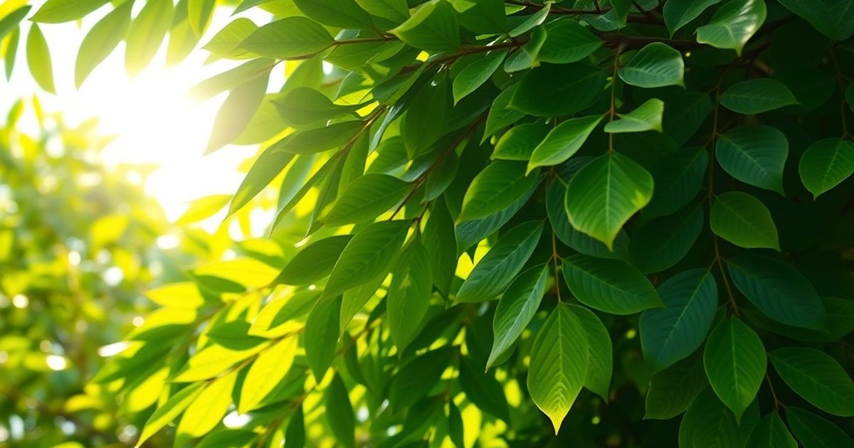 Leaf Versus Root and Bark: A Distinct Risk Profile - MoringaHub