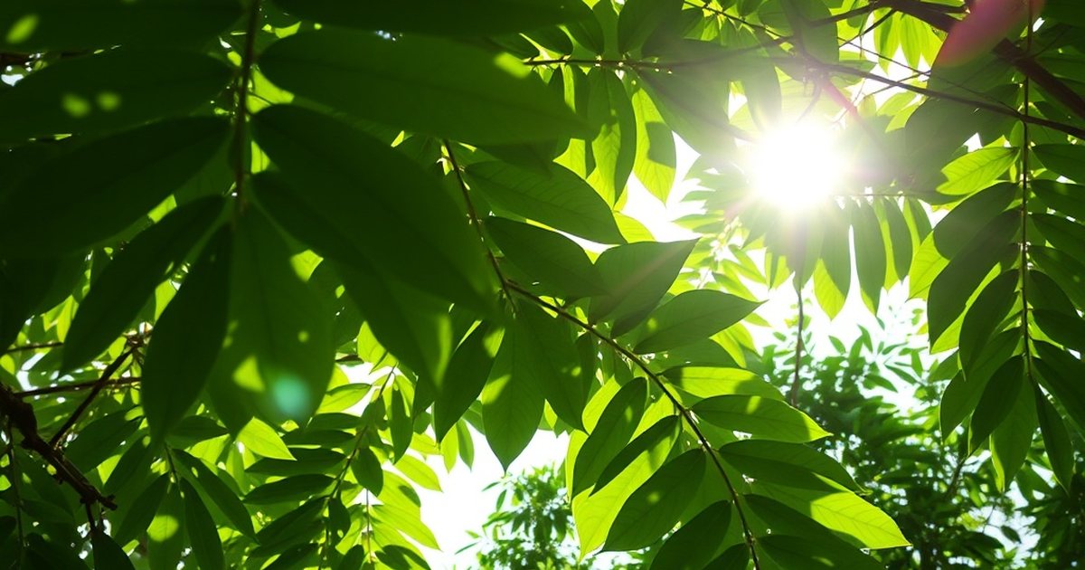 Hexane Fraction: Sex-Specific Chronic Toxicity Over 90 Days - MoringaHub