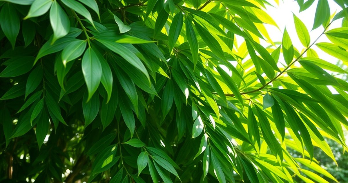 Traditional Uses and Ethnobotany - MoringaHub