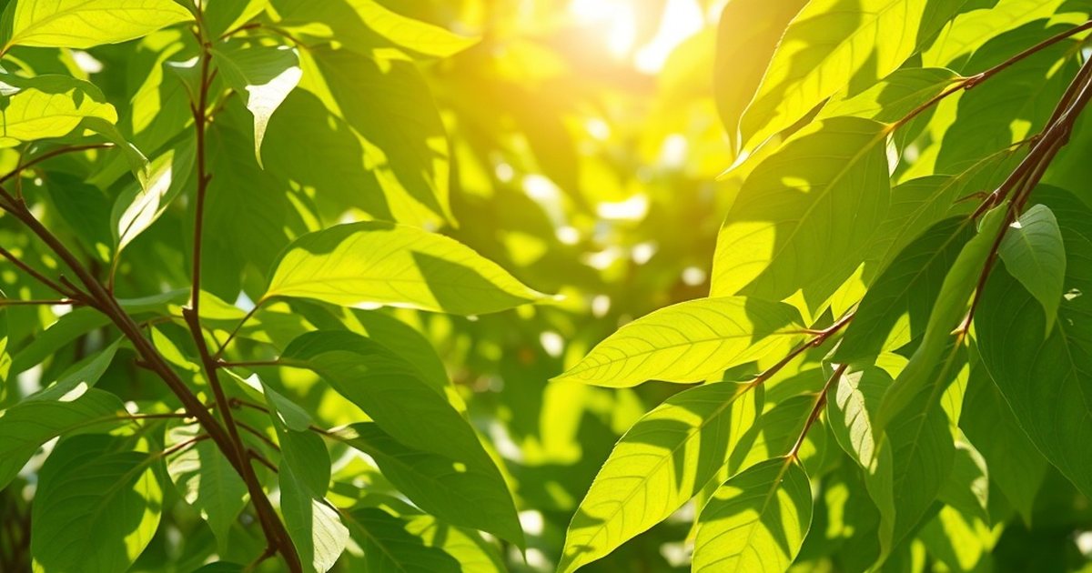 Practical Dosing Summary from Available Human Evidence - MoringaHub