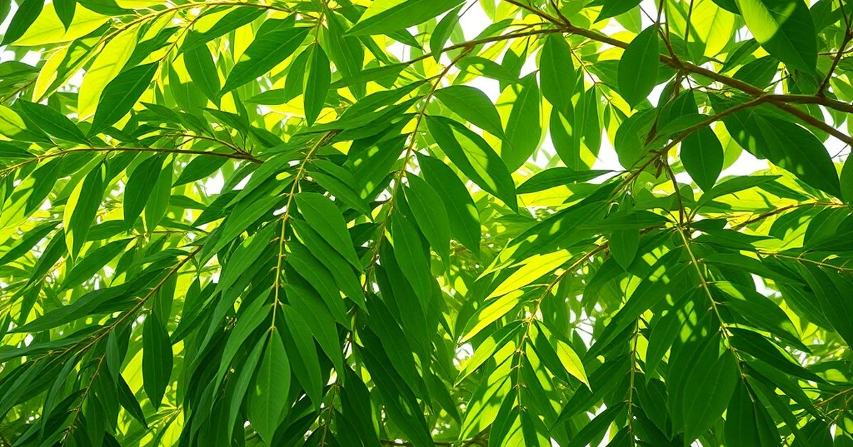 Soil Health and Agroforestry Contributions - MoringaHub