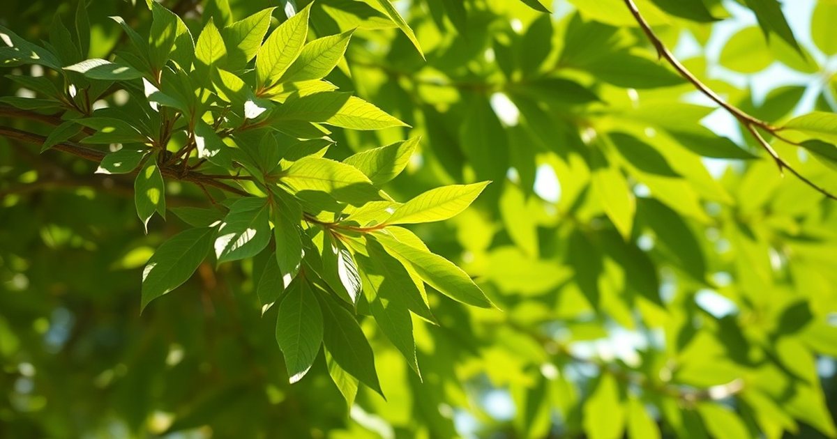Nutrient Composition and Key Bioactives - MoringaHub