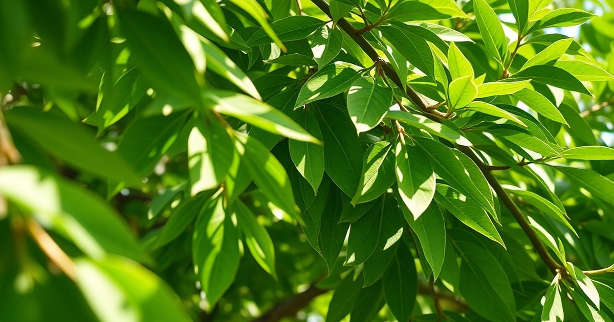 Caffeine Content: A Key Practical Difference - MoringaHub