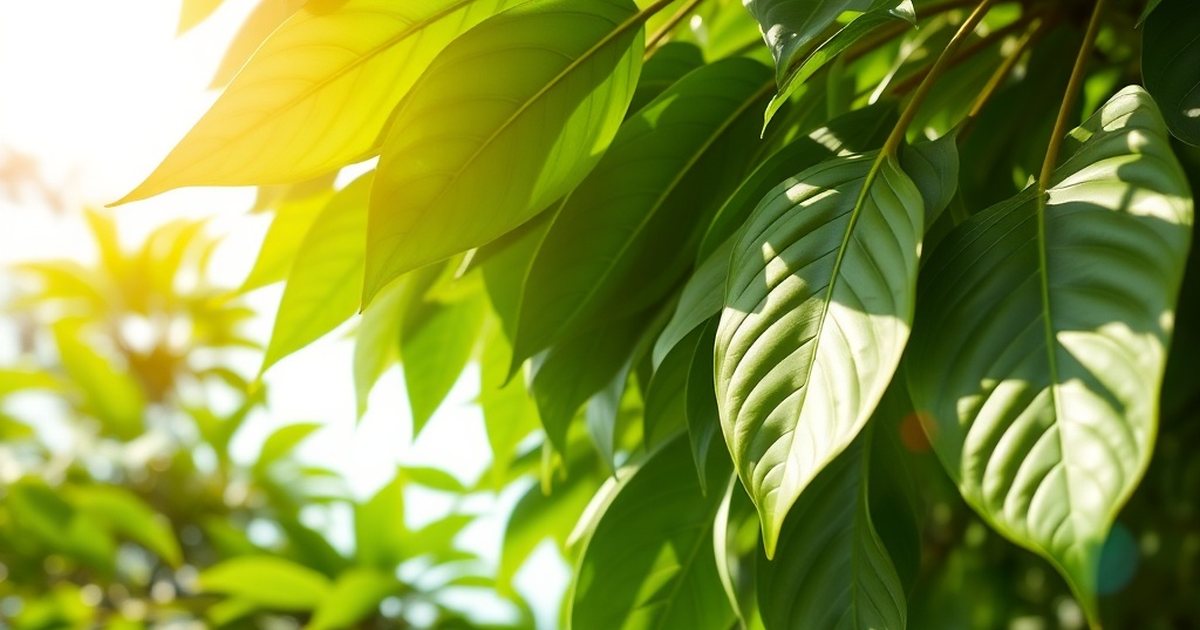 Practical Considerations: Taste, Cost, and Usage - MoringaHub