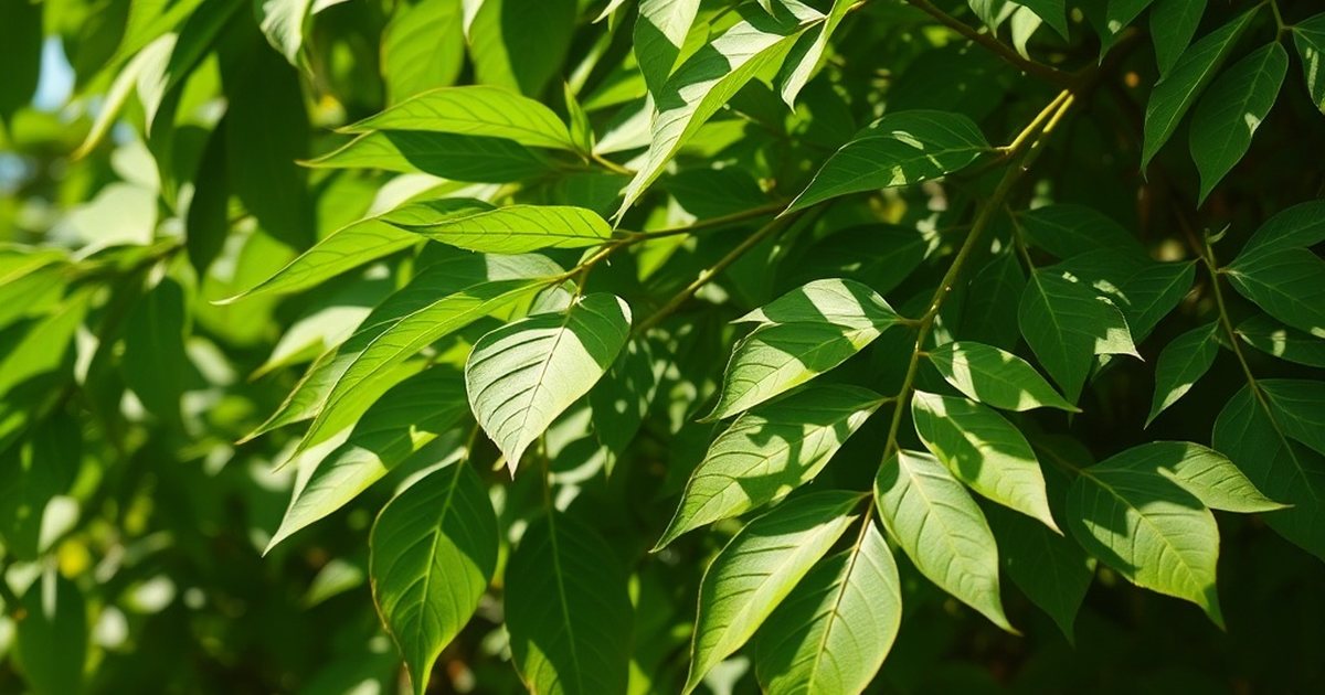 Nutrient and Phytochemical Profiles - MoringaHub