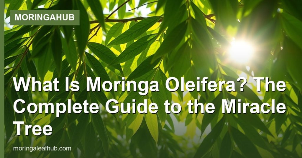 What Is Moringa Oleifera? The Complete Guide to the Miracle Tree - MoringaHub