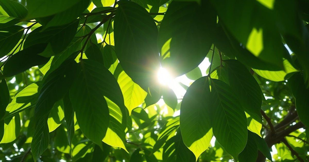 How Is Moringa Proposed to Work? - MoringaHub